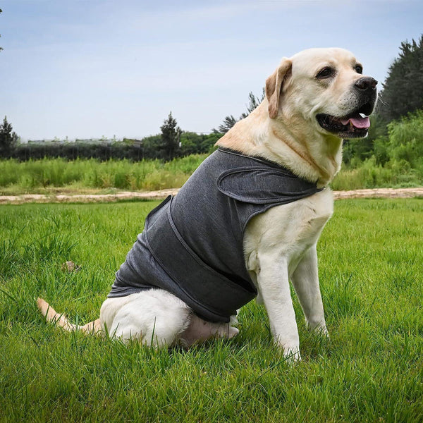 Calm Labrador wearing a gray calming anxiety vest on grass