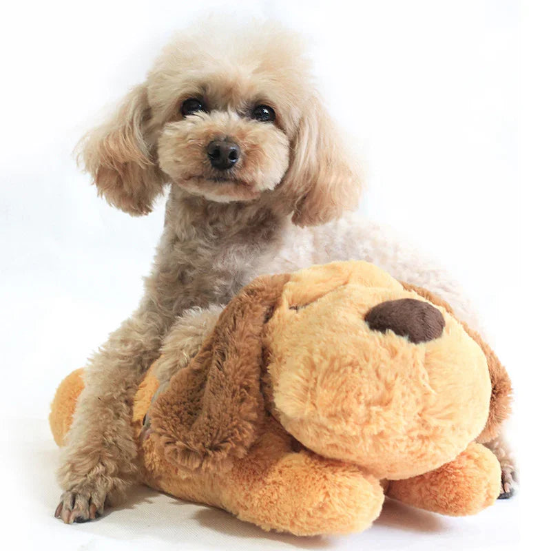 Small poodle dog resting on soft plush dog toy, white background, pet comfort product