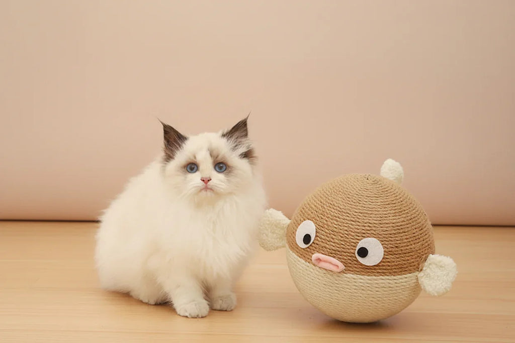Fluffy white cat with blue eyes beside a round pufferfish cat scratching toy on wood floor