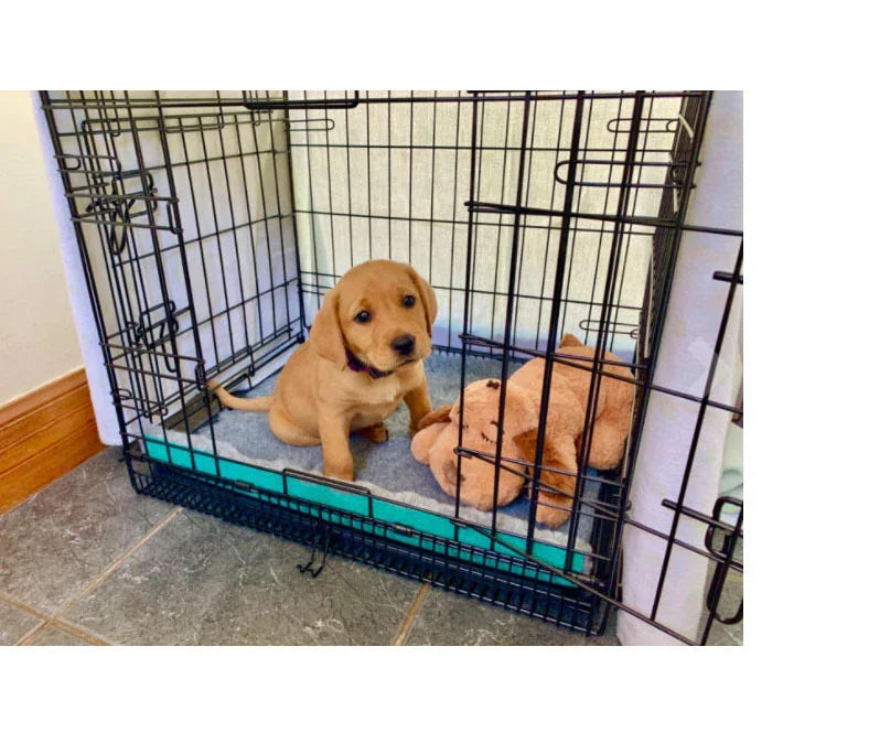 Golden puppy sitting in a dog crate with a stuffed toy on a soft mat