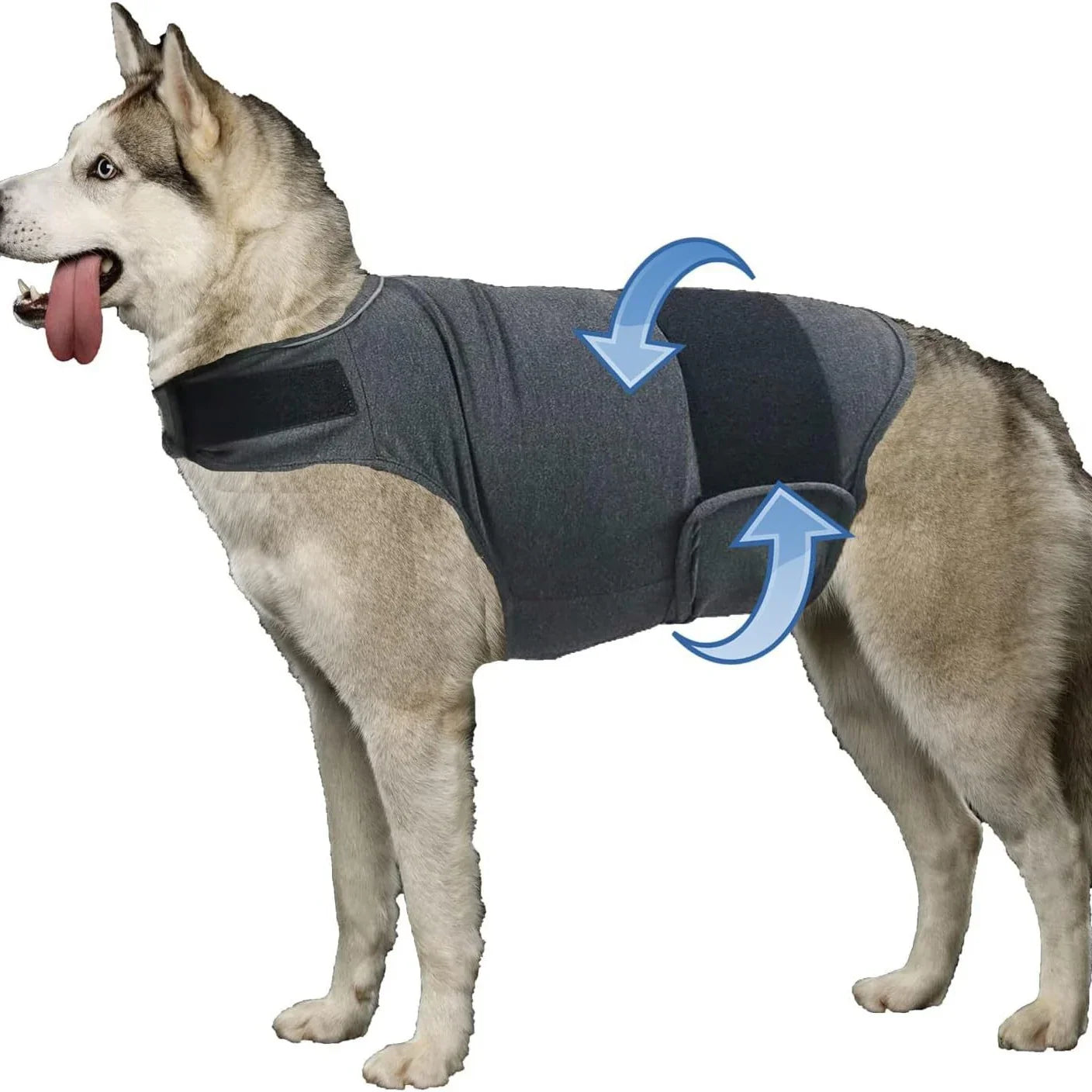 Husky dog wearing a gray anxiety-relief vest with adjustable straps and blue arrows showing fit