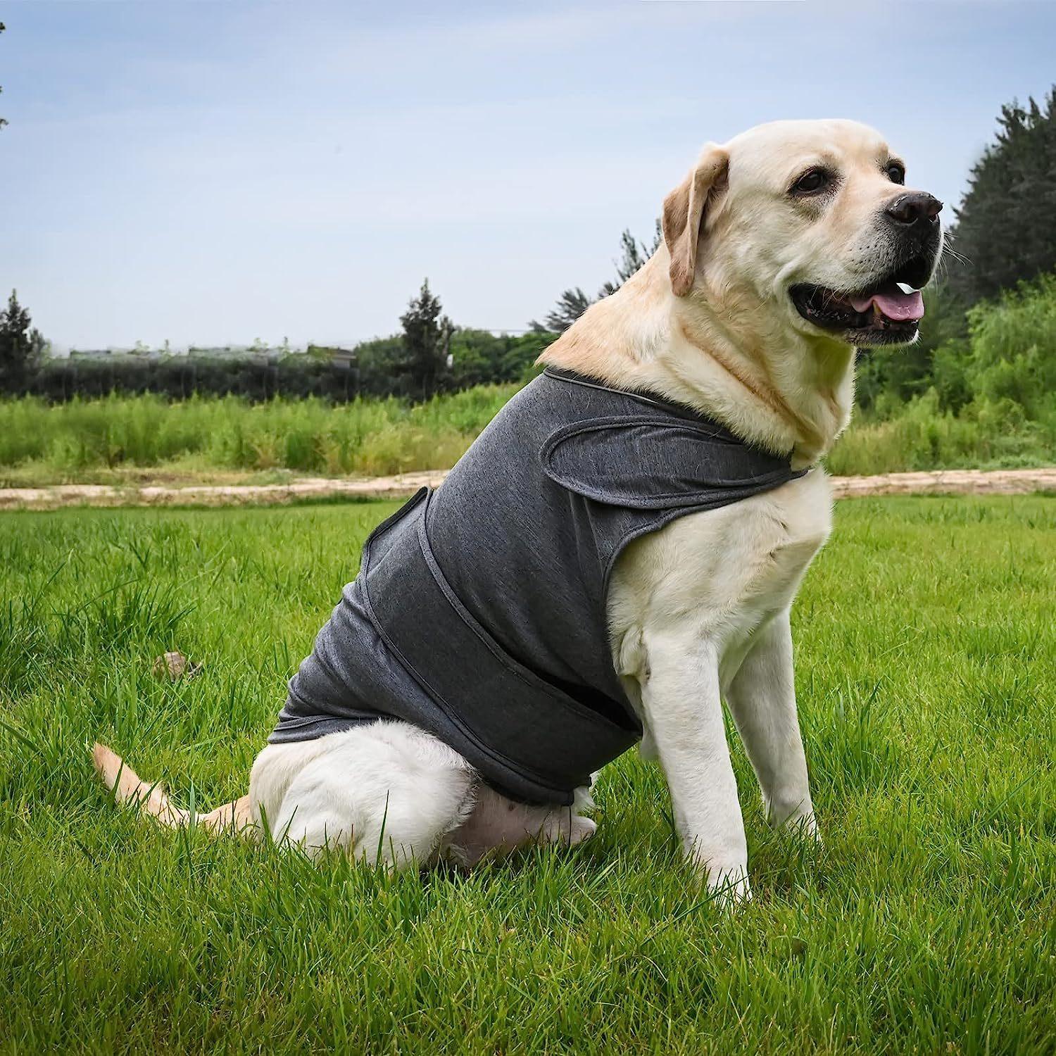 Yellow Labrador dog wearing gray anxiety vest sitting on green grass outdoors