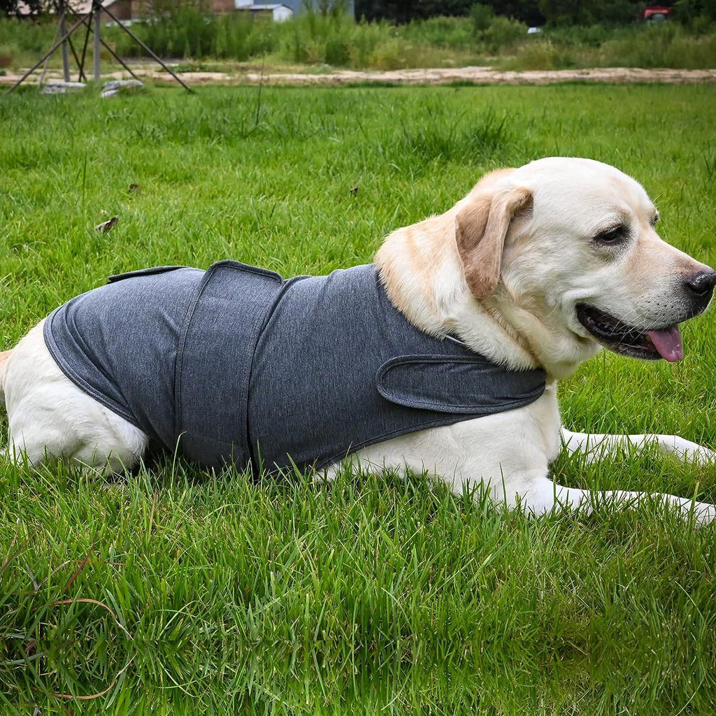Yellow labrador wearing a gray dog anxiety vest while lying on green grass outdoors
