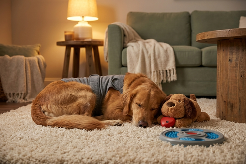 Dog wearing the calming vest curled up with the heartbeat plush at night